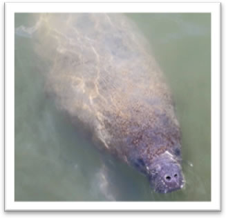 Loxahatchcee Eco River Tour Manatee