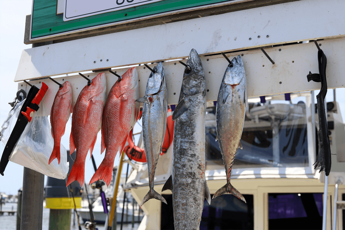 snapper