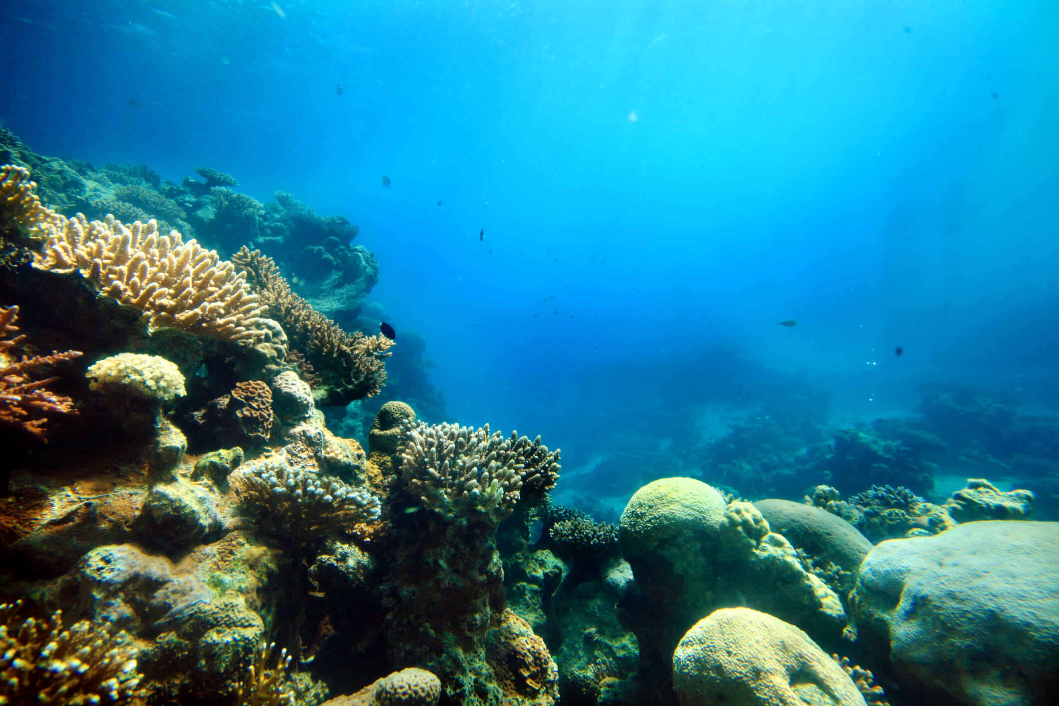 snorkle 3